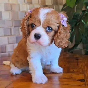 Cavalier king charles spaniel- dna clear