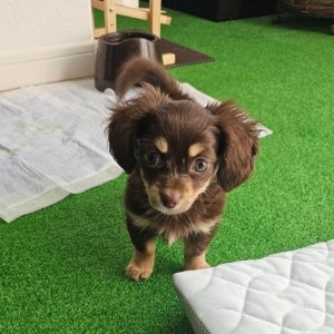 Chiweenie puppies available