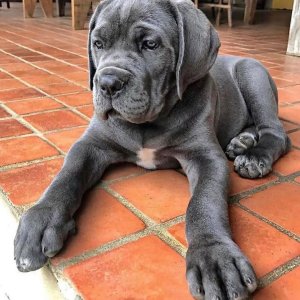 Purebred cane corso puppies for sale
