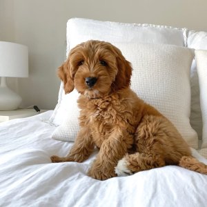 Mini goldendoodle puppies