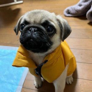 Adorable pug puppies for sale