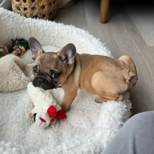Quality french bulldog puppies