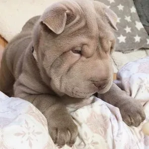 Mini shar pei puppies