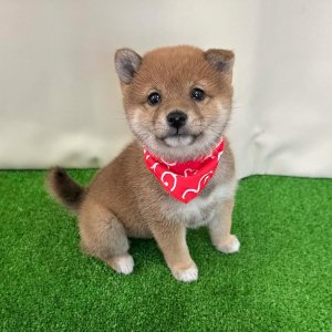 Handsome shiba inu male and female puppies