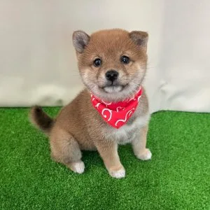 Handsome shiba inu male and female puppies