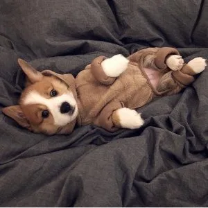 Pembroke welsh corgi puppies