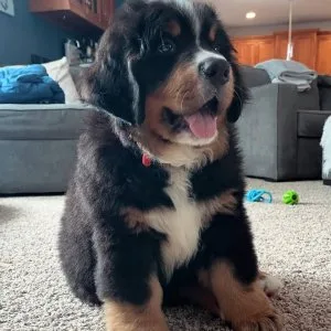Stunning bernese mountain dog puppies