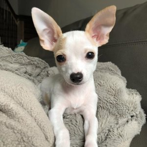 Chihuahua puppies available