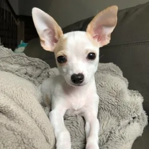 Chihuahua puppies available