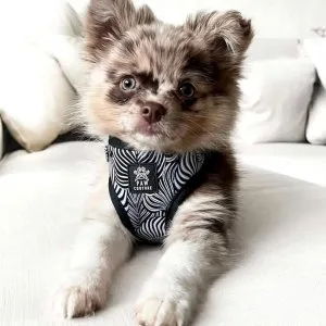 Adorable pomchi furbabies