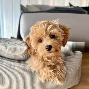 Best maltipoo puppies