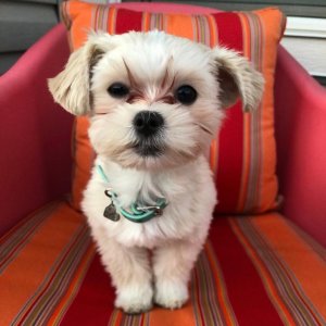 Cute and adorable morkie puppies