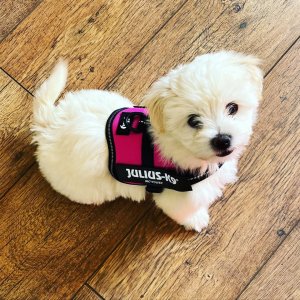 Adorable maltichon puppies available for adoption