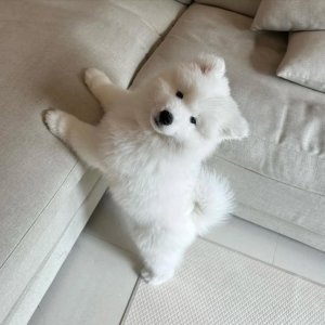 12 weeks old samoyed puppies