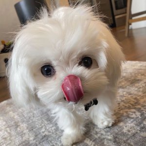 Maltese puppies available