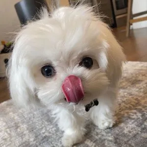 Maltese puppies available