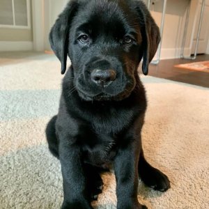 Purebred chocolate labrador puppies