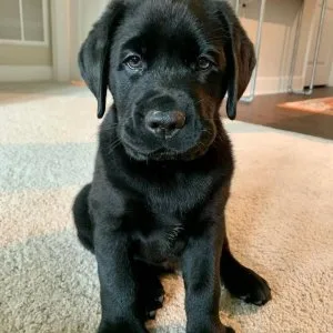 Purebred chocolate labrador puppies