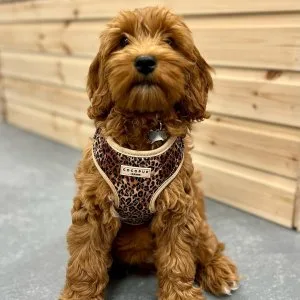 Cockapoo puppies available