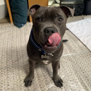 Purebred staffordshire bull terrier for sale