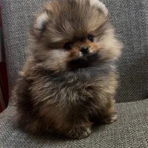 Adorable pomeranian puppies for sale