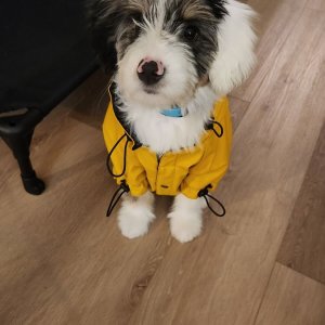 Mini aussiedoodle puppies