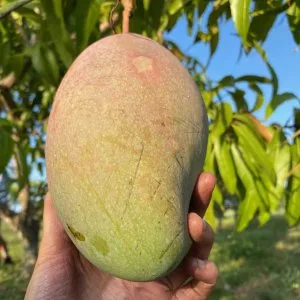 Sweet & tangy mango plants for sale - celgen biotech