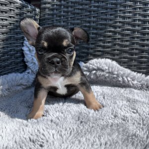 Frenchies puppies
