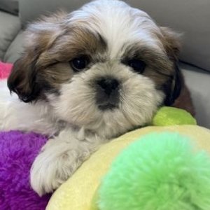 Gorgeous shih tzu puppies all ready