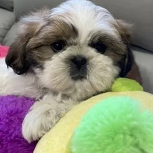 Gorgeous shih tzu puppies all ready