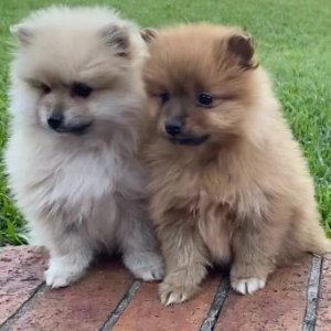 Beautiful pomeranian puppies available