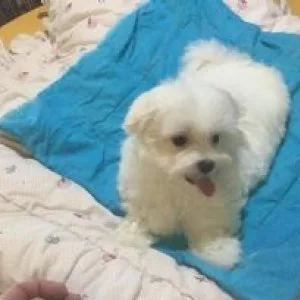 Maltipoo male and female puppies