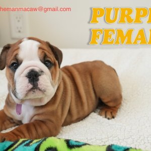 Oustanding english bulldog puppies