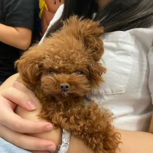 Toy poodle puppies ready to go now