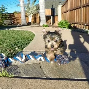 Purebred tiny yorkie puppies