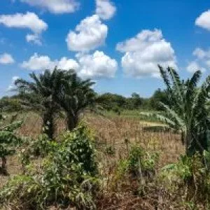 Belize small farm in hope creek