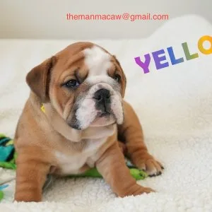 Homes trained english bulldog puppies