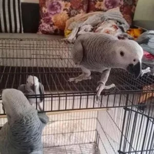 African grey parrots for sale*