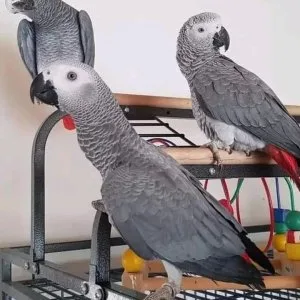 Two african grey parrots for sale