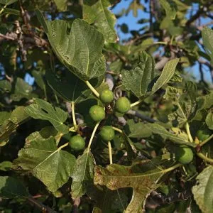 Fig tree pests australia