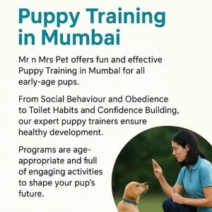 Puppy training in mumbai