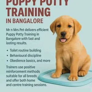 Puppy potty training in bangalore
