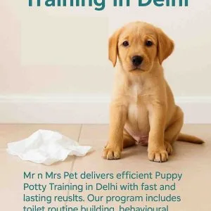 Puppy potty training in delhi