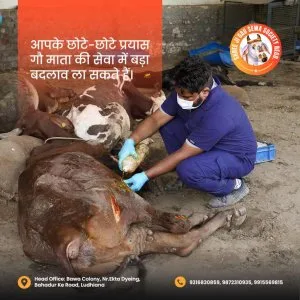 Feed, heal & shelter: join hands with an online donation for gau