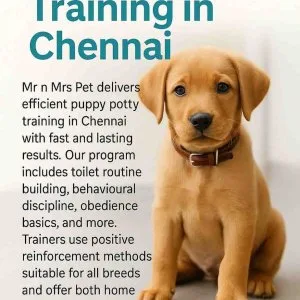 Puppy potty training in chennai