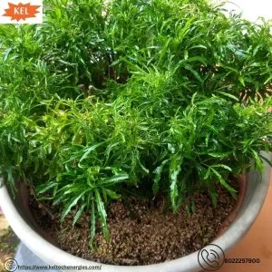 Growing medium for plants