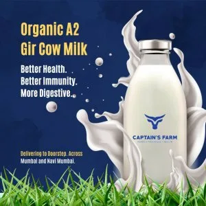 How captain’s farm raises their own gir cows with care