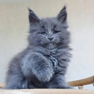 Male and female maine coon kittens for sale