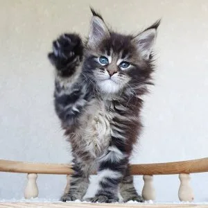 Pure-bred maine coon kittens for sale