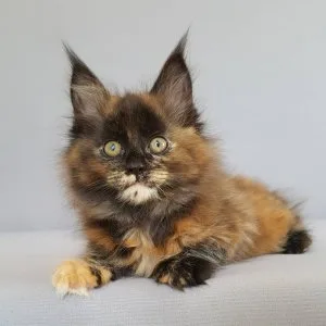 Pure maine coon kittens ready for their forever homes now